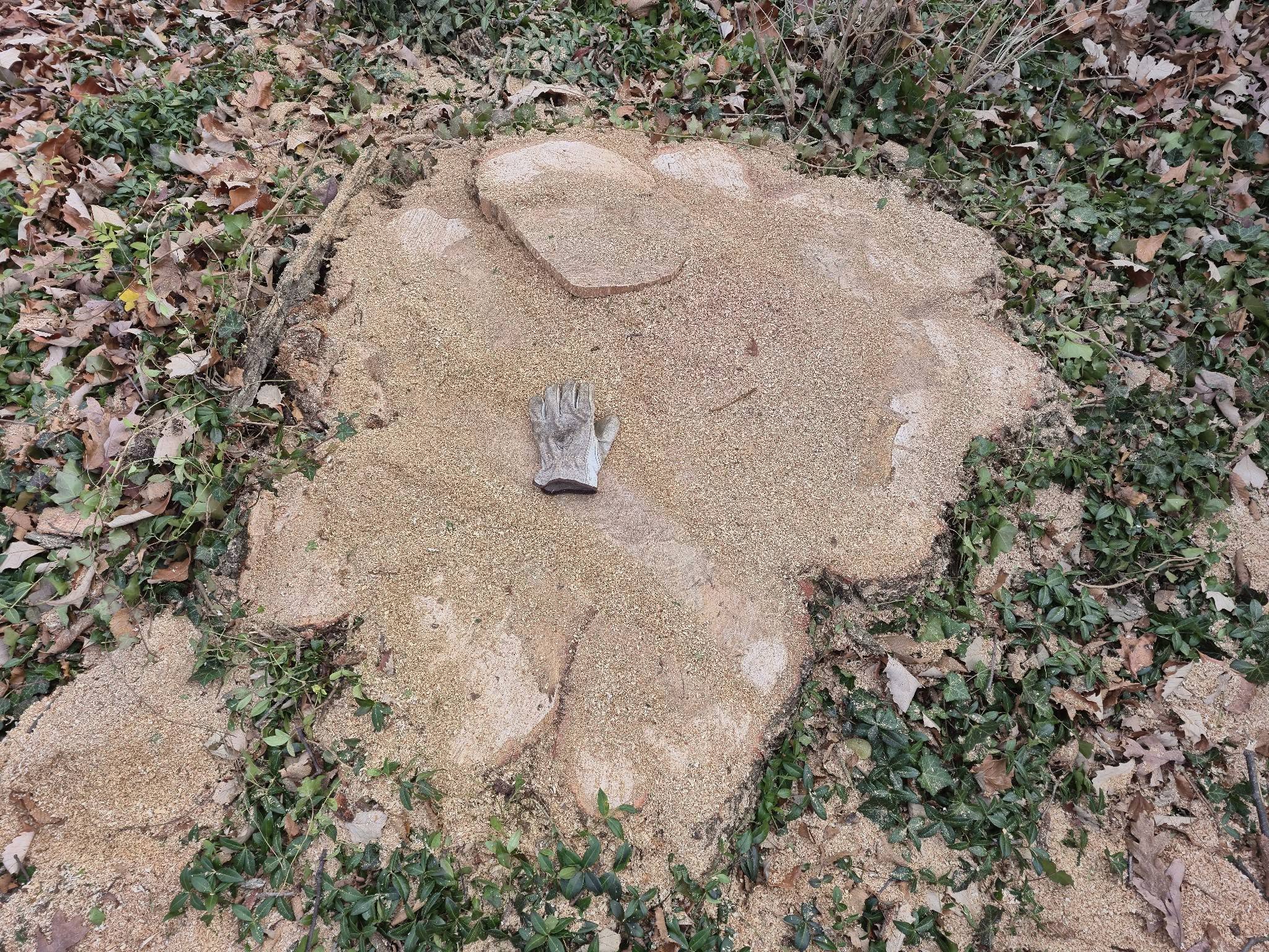 Stump grinding by Mcqulin tree care in northwest ohio