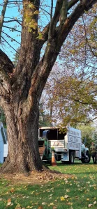 Storm-damaged tree inspection in Northwest Ohio by McQuillin Tree Care