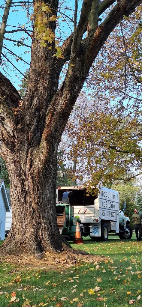 Storm-damaged tree inspection in Northwest Ohio by McQuillin Tree Care